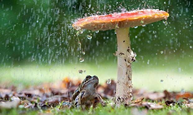 Like Rain: Understand Water Tension & Immediately Improve YOUR Garden.